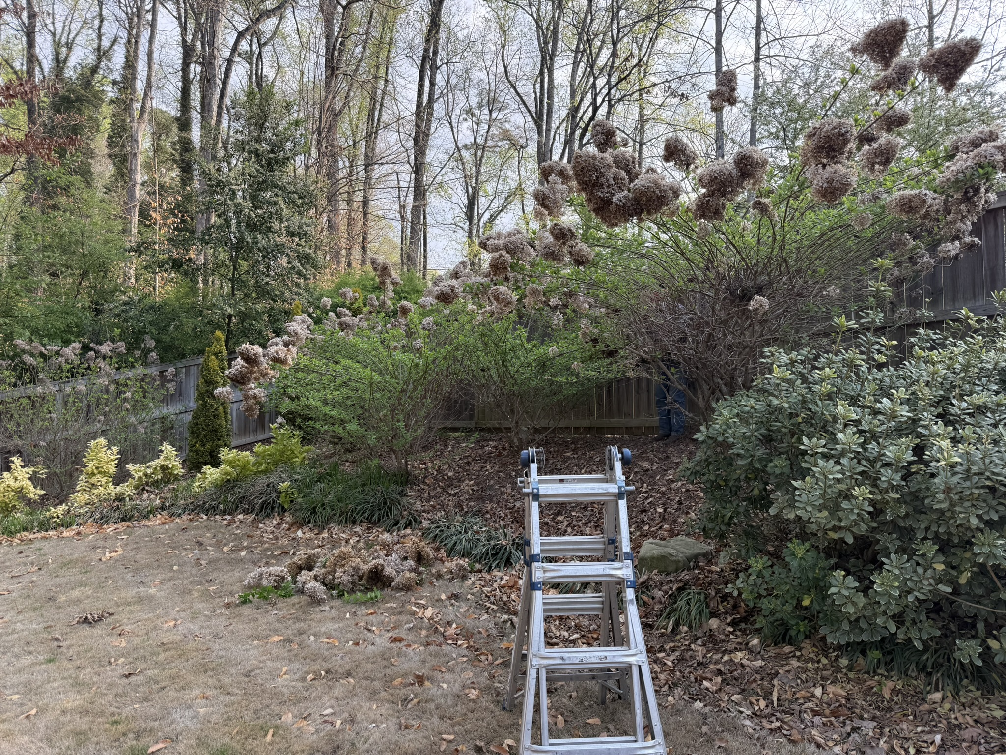 Before trimming and cleanup